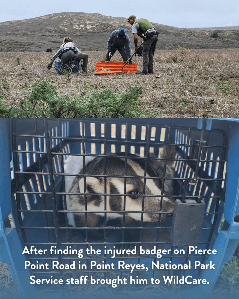 Images of NPS staff work together in a field and a badger in a cat carrier. Text reads “After finding the injured badger on Pierce Point Road in Point Reyes, National Park Service staff brought him to WildCare.”