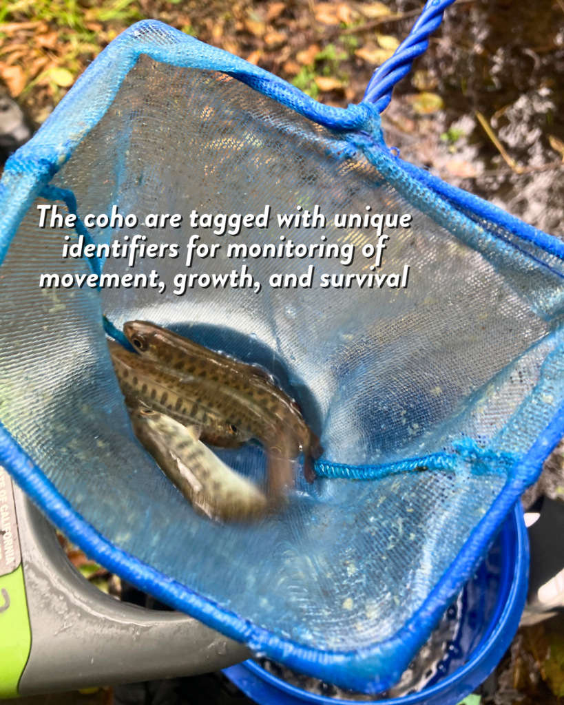 Three small fish in a blue net with text reading "The coho are tagged with unique identifiers for monitoring of movement, growth, and survival.