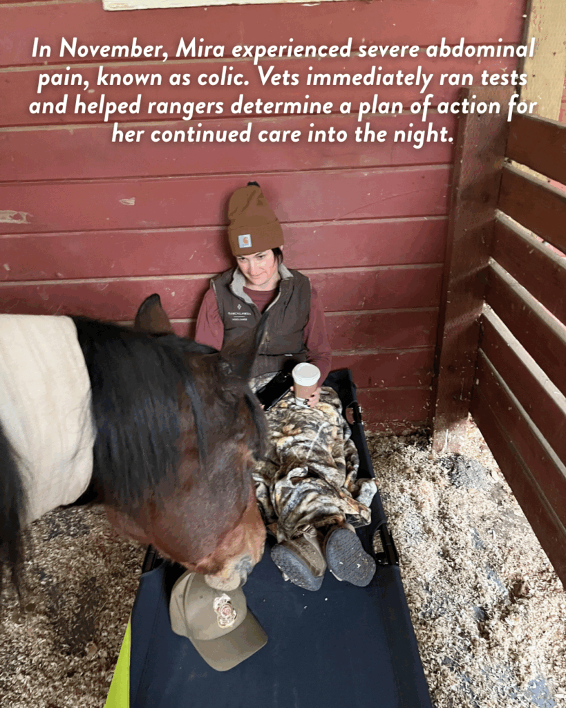 A woman sits on the ground next to a horse. Text reads “In November, Mira experienced severe abdominal pain, known as colic. Vets immediately ran tests and helped rangers determine a plan of action for her continued care into the night.”