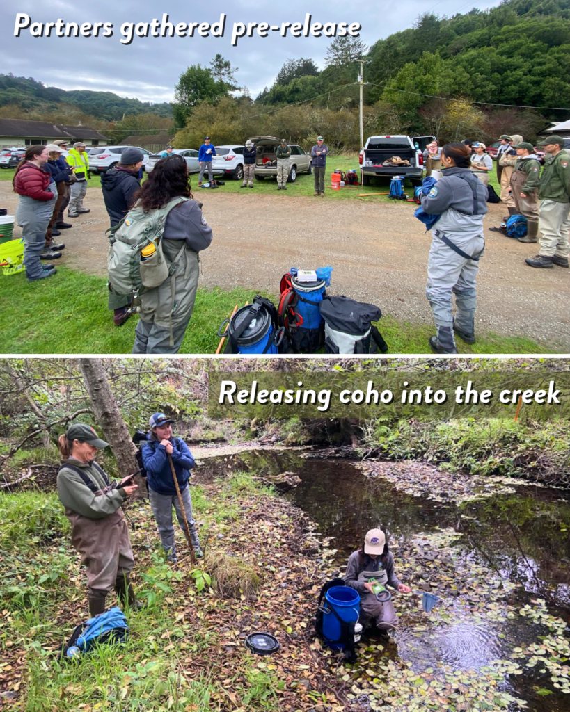 Two photos, the top featuring a large group of people standing in a circle in a dirt parking lot. Text reads "Partners gathered pre-release." The bottom features a person kneeling in a creek with a bucket while two people look on. Text reads "Releasing coho into the creek"