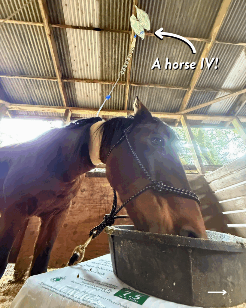 A horse with an IV attached to its neck.