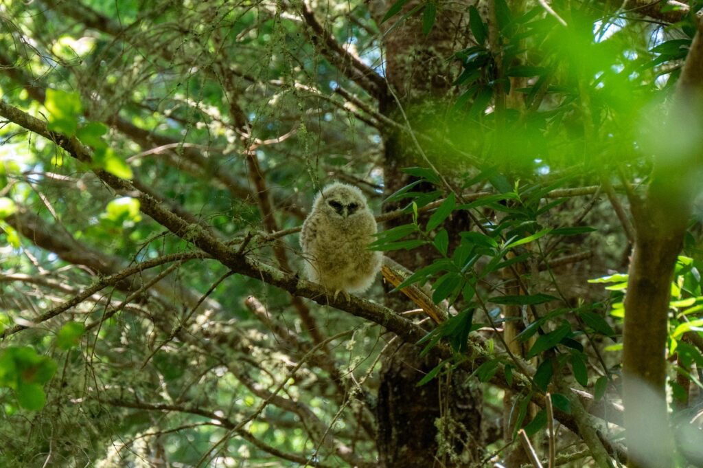 A fuzzy white owl chick with black eye markings sitting in a tree.