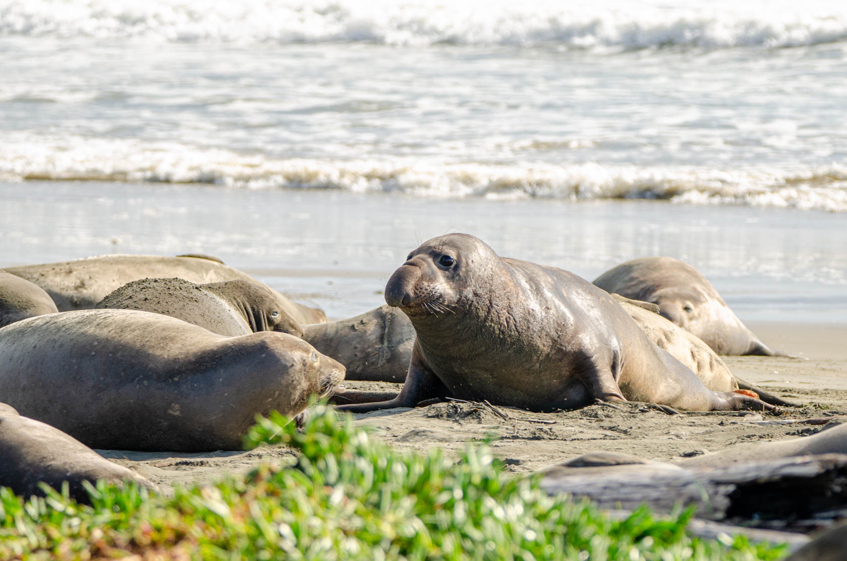 The Rhythms of Point Reyes Wildlife