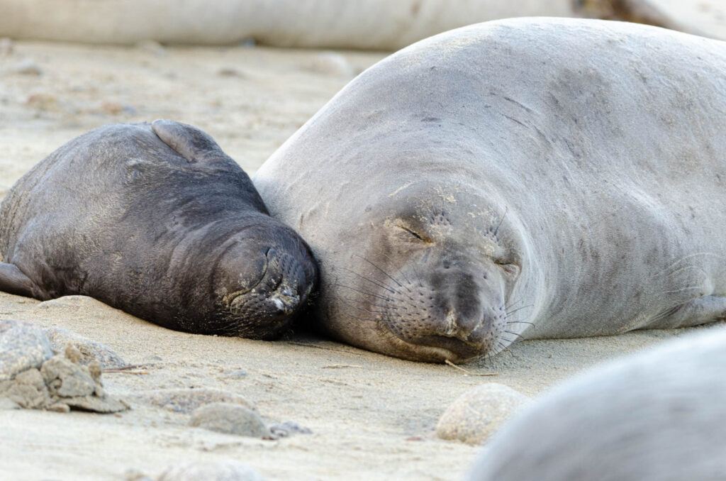 An elephant seal mother and pup sleeping side by side on a sandy beach