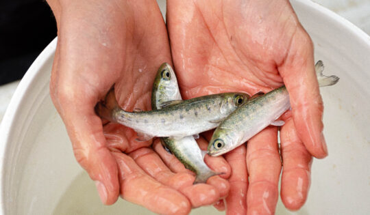 Three juvenile coho salmon held in someone's two outstretched hands