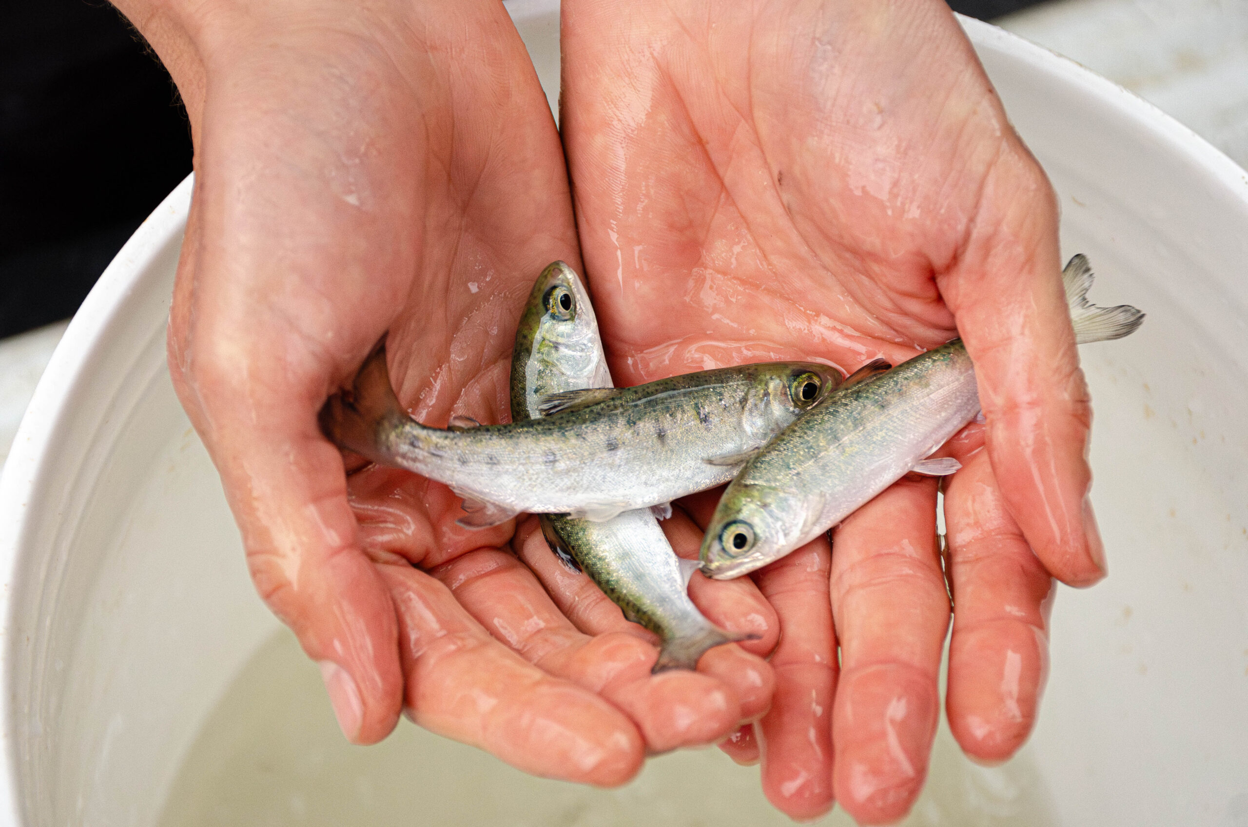 ~3,000 Coho Salmon Released in Redwood Creek