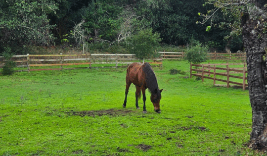 A horse grazes in a green pasture.