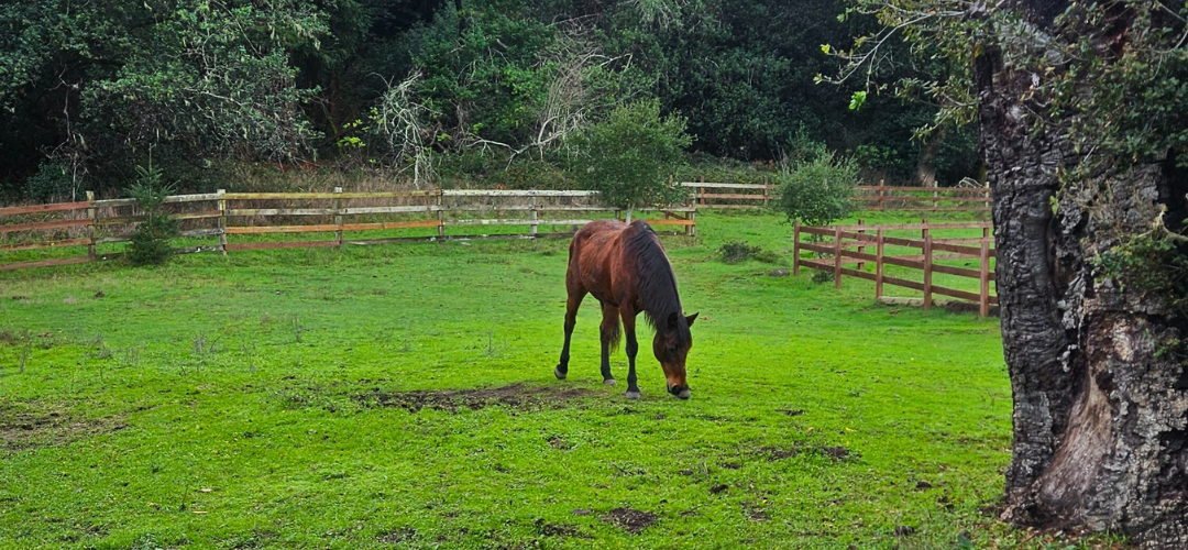 A horse grazes in a green pasture.