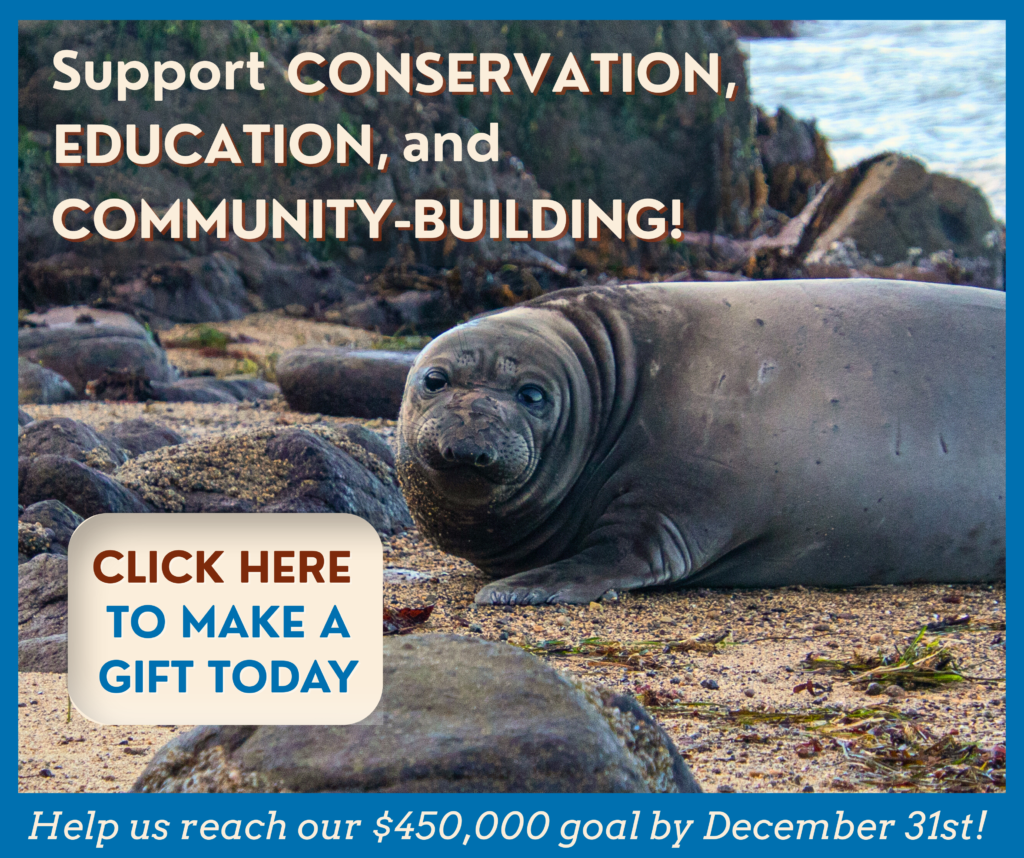 A young elephant seal lying on a sandy beach looking at the camera, with rocks and the ocean in the background. Text reads "Support conservation, education, and community-building!" A button reads "Click here to make a gift today" and "Help us reach our $450,000 goal by December 31st!"