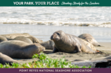 Elephant seals napping and lying on a sandy beach with the ocean in the background