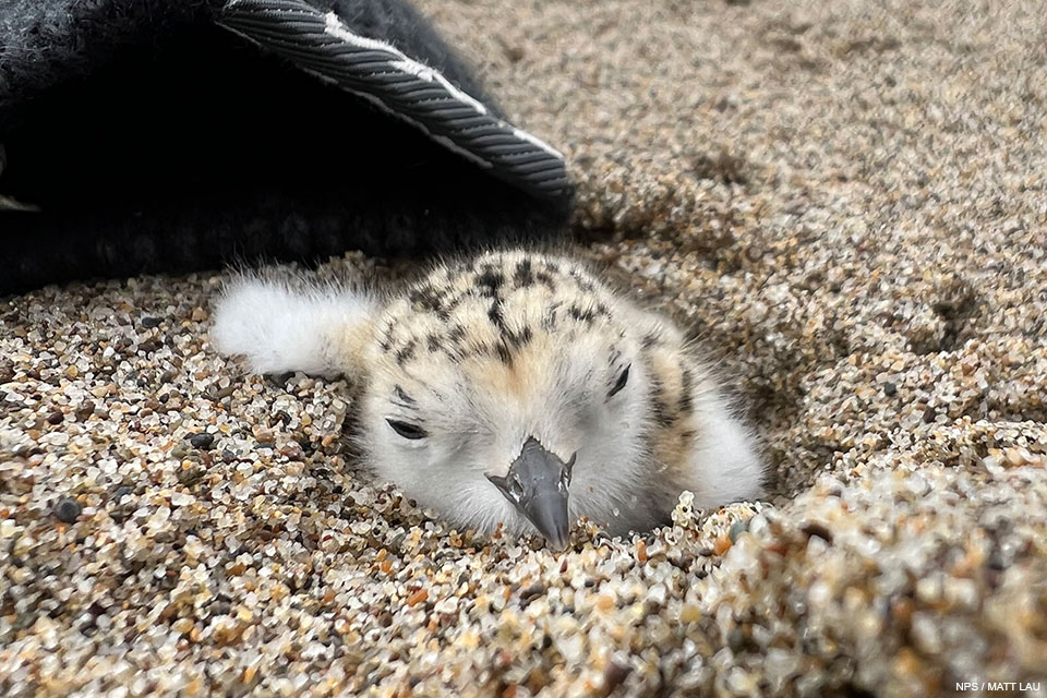 A small snowy plover chick nestled in sand
