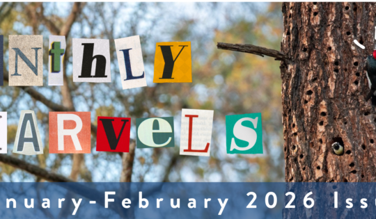 A graphic of a woodpecker gripping a tree trunk. Collage letters read "Monthly Marvels," and text at the bottom of the graphic reads "January - February 2026 Issue."