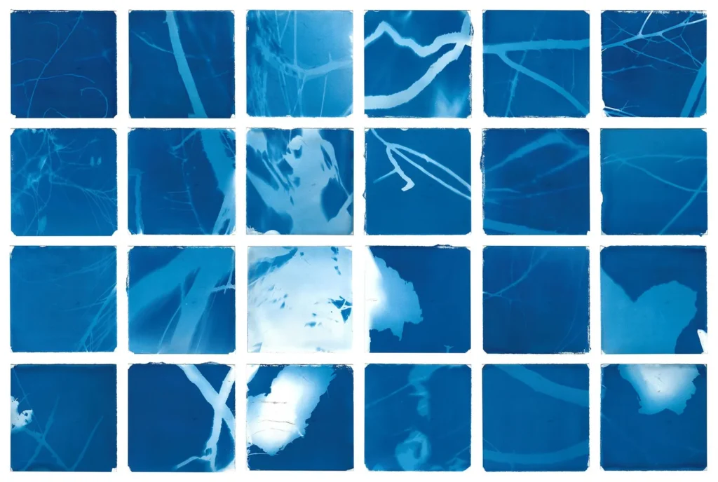 A 6x4 grid of cyanotype prints.