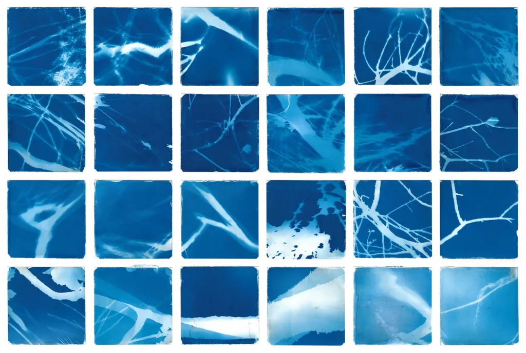 A 6x4 grid of cyanotype prints.