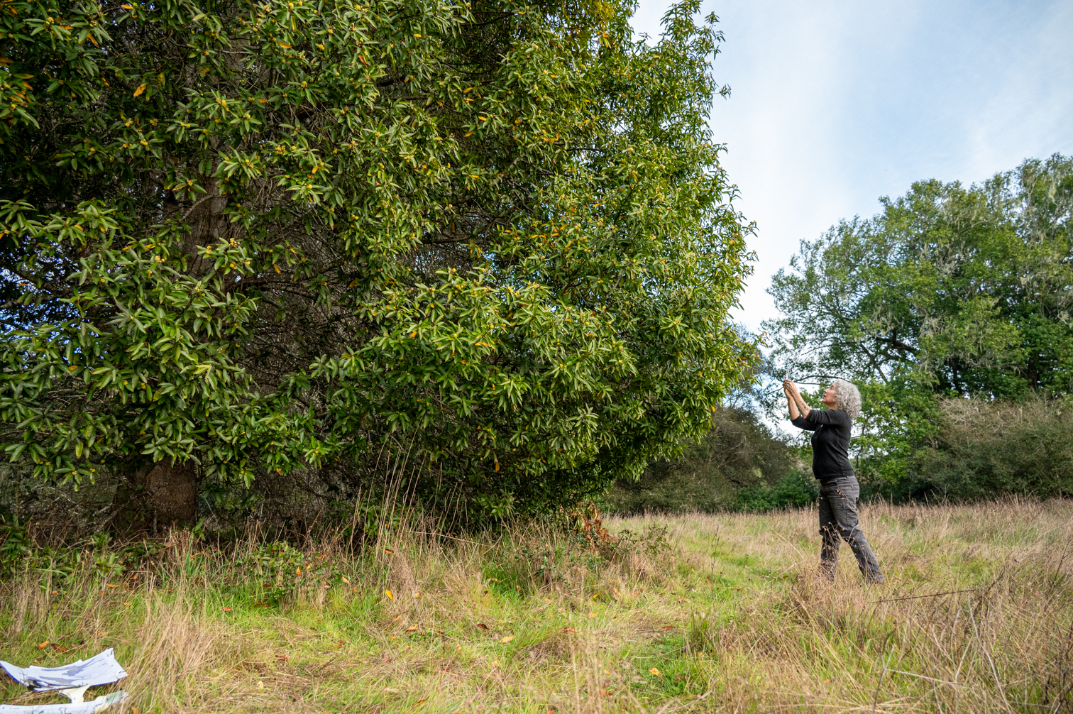 A woman scans a large bay tree with her phone.