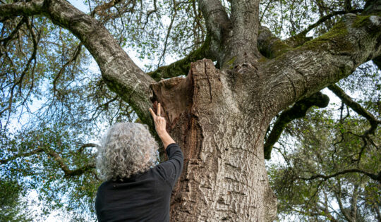A woman with grey hair and wearing a black tree looks up at a tall tree, pointing.