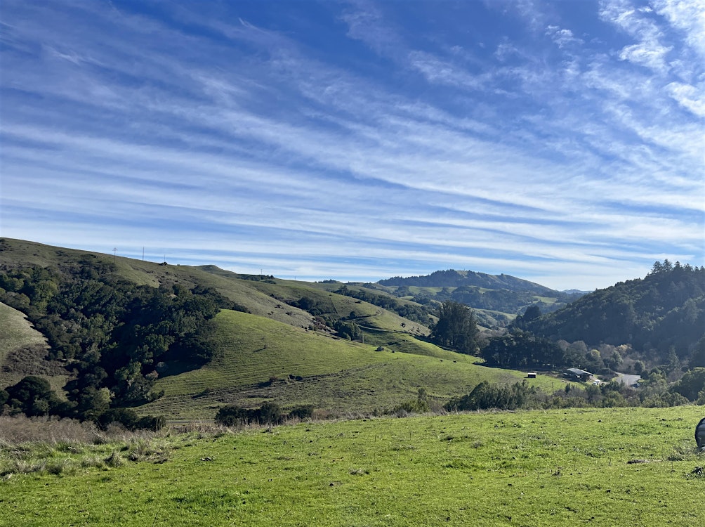 Point Reyes Strangler The Root of it All: Planting Natives and Pulling Invasives! - Point ...