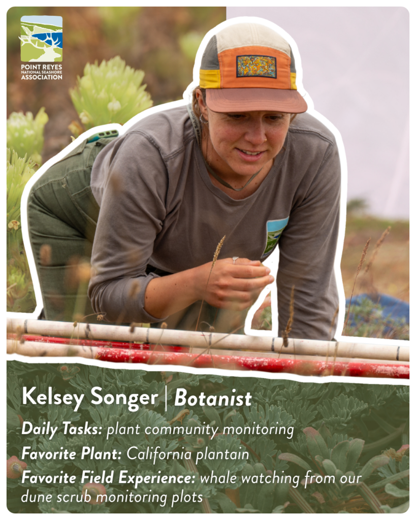 A collage of a woman kneeling on the ground, cheerfully observing a plant. Text reads “Kelsey Songer | Botanist” and “Daily Tasks: plant community monitoring; Favorite Plant: California plantain; Favorite Field Experience: whale watching from our dune scrub monitoring plots.”