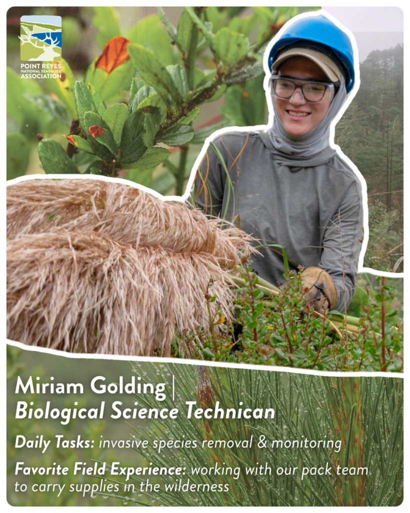 A collage of a woman wearing a blue work helmet and holding a bunch of long grasses. Text reads “Miriam Golding | Biological Science Technician” and “Daily Tasks: invasive species removal & monitoring; Favorite Field Experience: working with our pack team to carry supplies in the wilderness.”