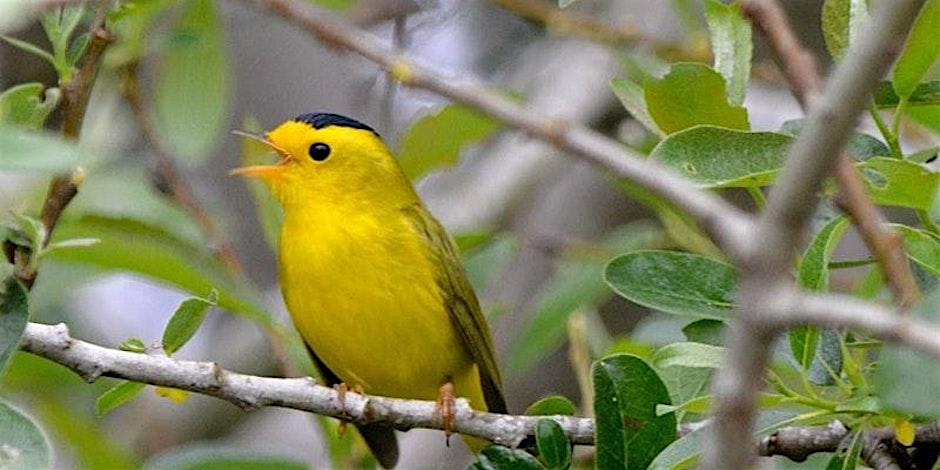 Spring Migration at Point Reyes - Point Reyes National Seashore Association