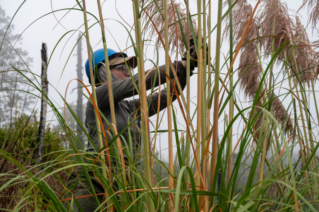 A woman wearing a blue helmet cutting tall grasses.