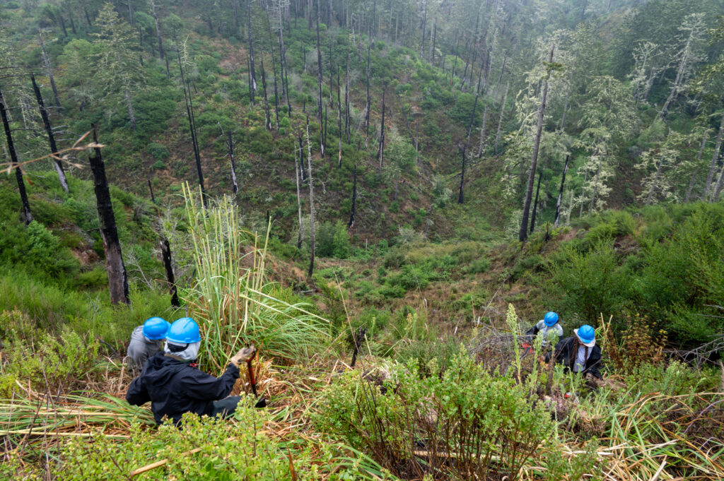A landscape view of a burned forest and people with blue helmets working with shovels.