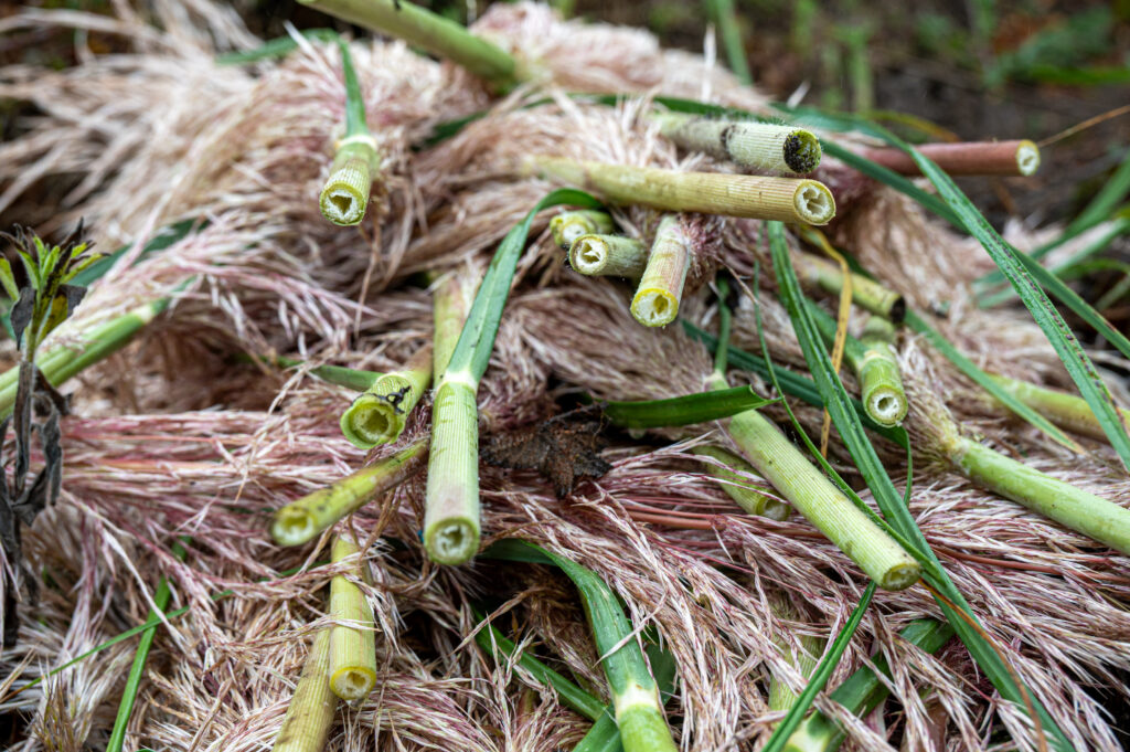 A close up of a grass with a thick stalk.