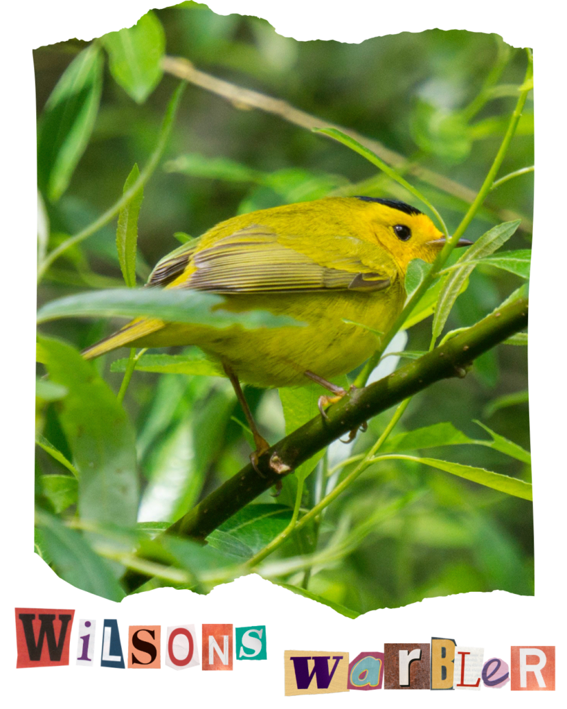 A bright yellow bird among green leaves. Collage text at the bottom of the graphic reads "wilson's warbler."