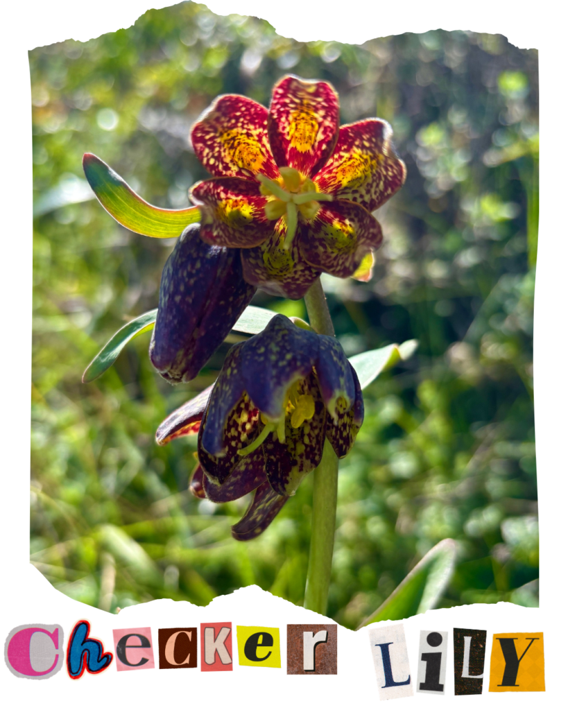 A close up of a mottled maroon flower. Collage text at the bottom reads "checker lily."