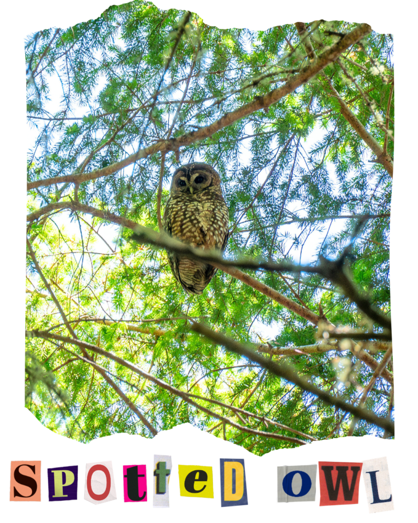 An owl perched on a branch, surrounded by pine needles. Collage text on the bottom reads "spotted owl."