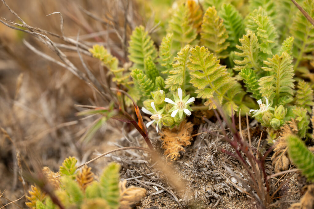 A close up of a flowering plant.