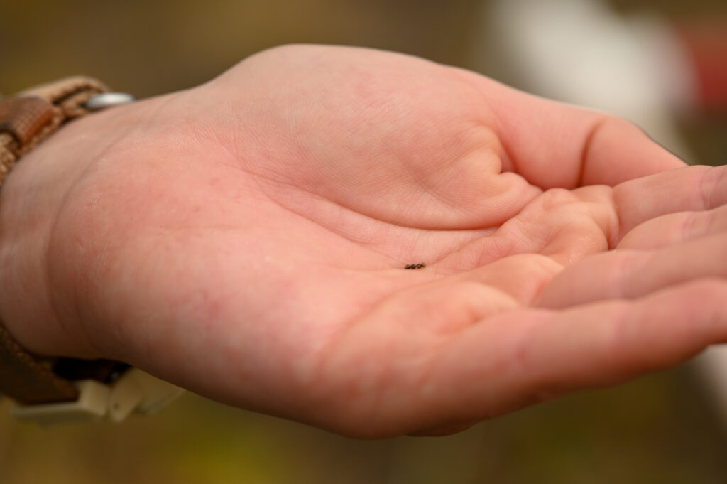 A close up of a hand holding tiny seeds.