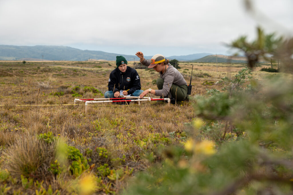 Two researchers kneel on the ground, measuring plants within a small quadrat.