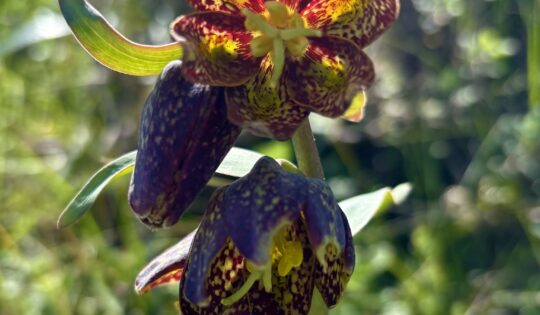 A close-up of a flower with mottled, burgundy petals.