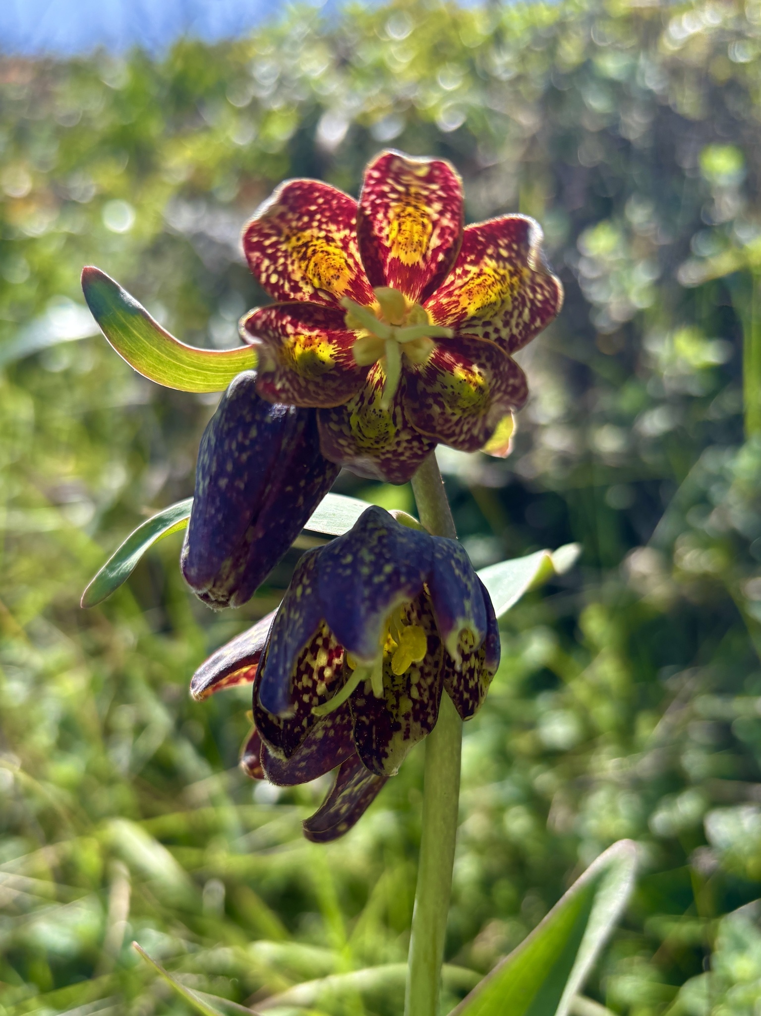 March-April 2026 Monthly Marvels: Whimsical Checker Lilies, Spotted Owl Eggs, & Zodiacal Light