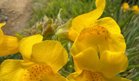 A close up of bright yellow flowers.