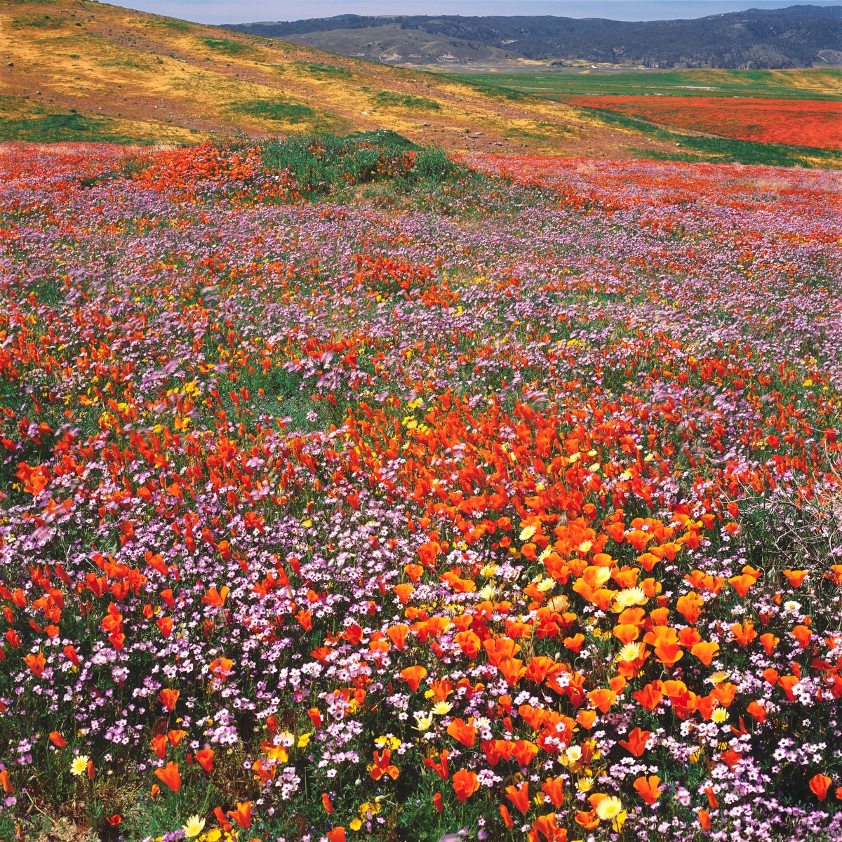 A landscape view of bright orange, red, yellow, and purple flowers blooming, stretching into the distance.