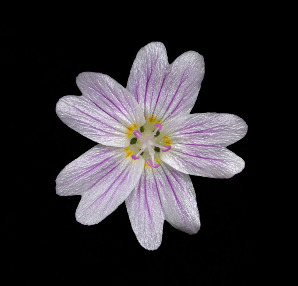 A close-up of a flower with iridescent white petals, dark pink lines running up each lobe, and yellow at the center.