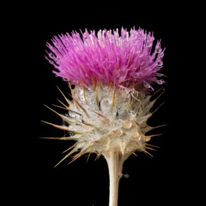 A spiky plant with dew drops, tan and white, appearing to have cobwebs wound around the base. Topped by a bright purple flower.