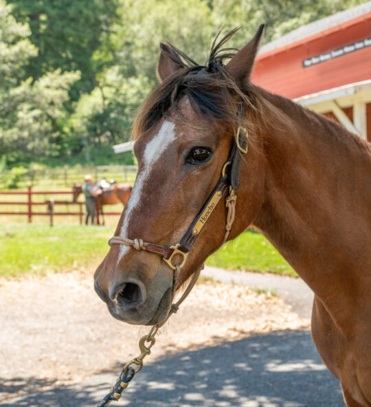 A brown horse with a white stripe on his face wears a halter.
