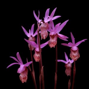 A collection of pink and purple flowers, bright against a black background
