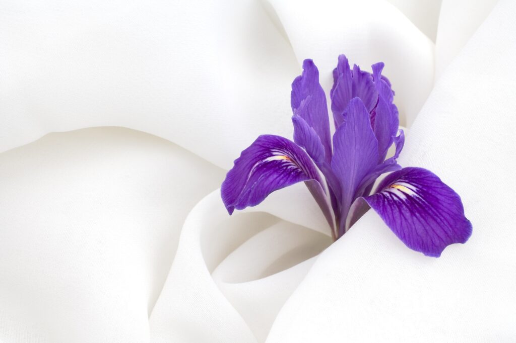 A dark purple flower surrounded by draping white fabric