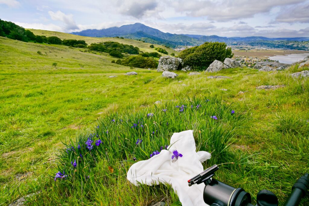 A camera capturing a purple flour surrounded by white fabric in a sweeping green landscape