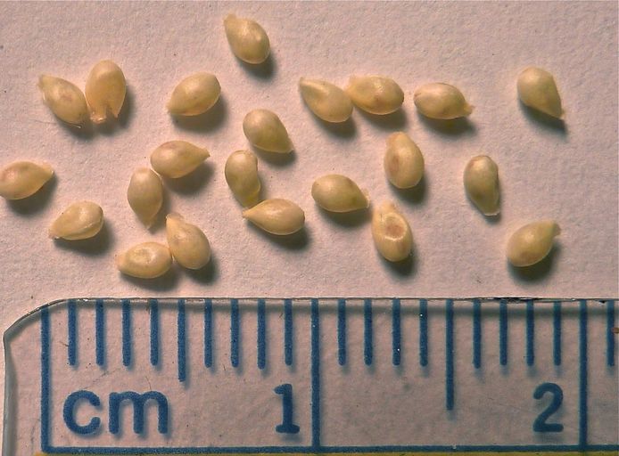 Small tan seeds against a ruler, each measuring a couple of millimeters.
