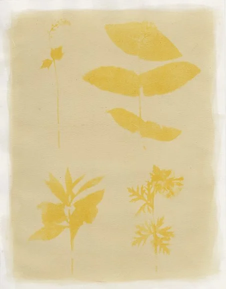 A yellow sun print of plants.