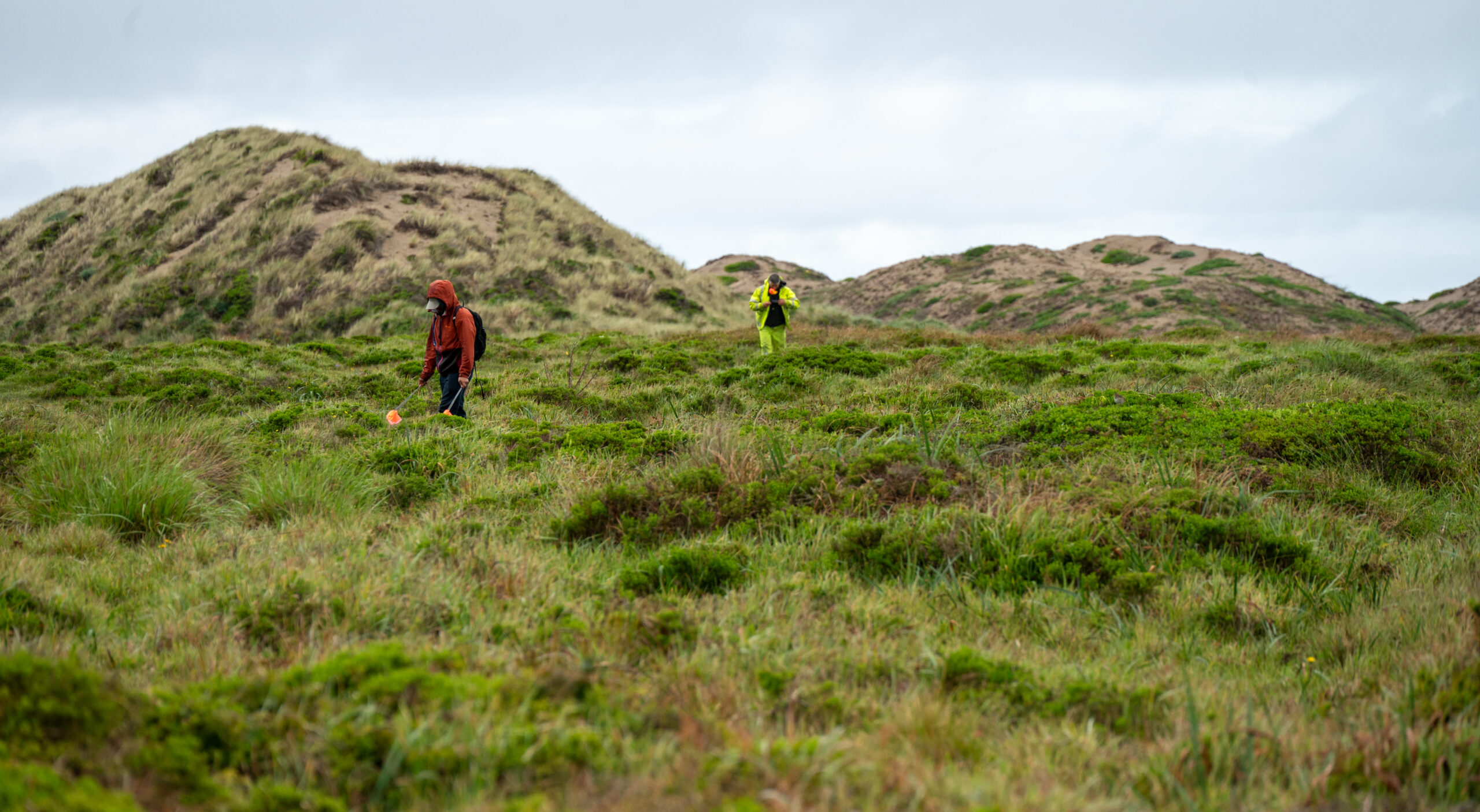 Two researchers walk through a green grassland.