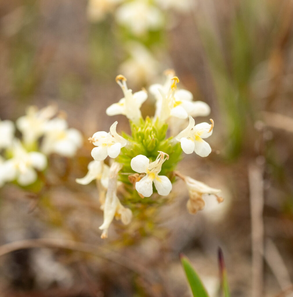 A close up of a cluster of white flowers.