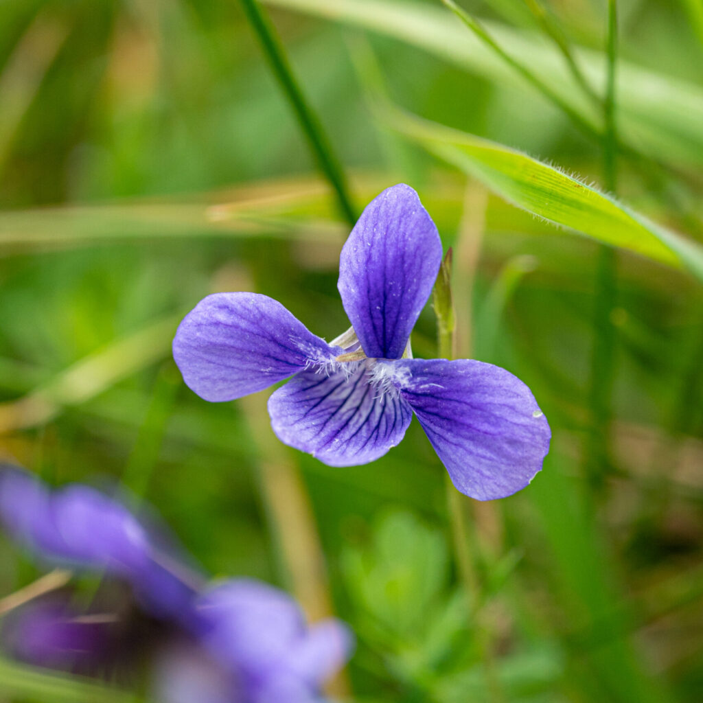 A close up of a purple flower.