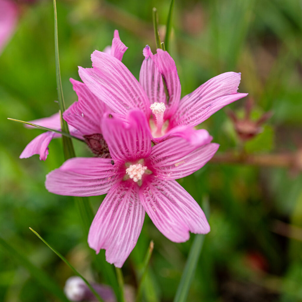 A close up of a pink flower with a light-colored center.