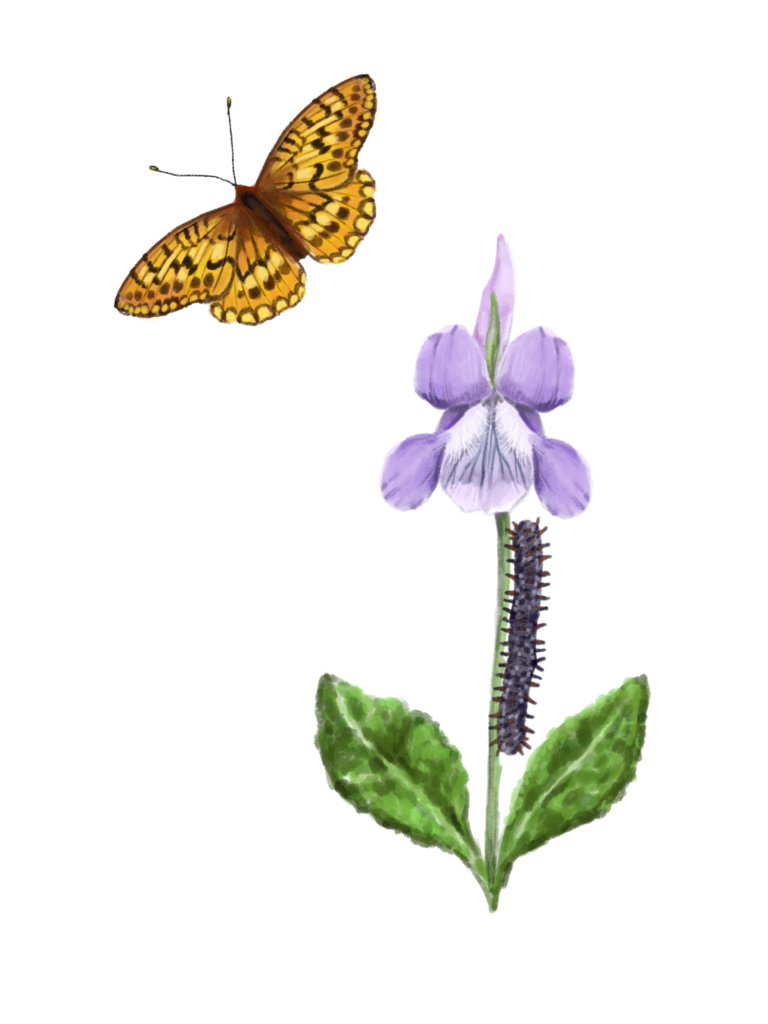 An illustration of a purple flower and a butterfly.